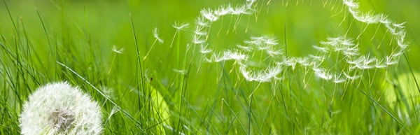 Drive safely with hay fever