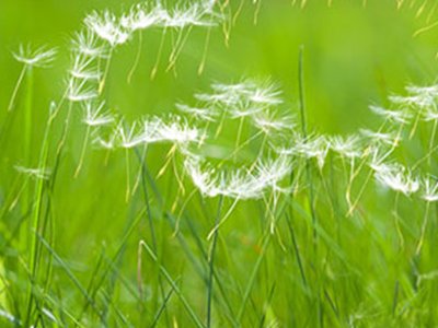 Driving safely whilst suffering from hay fever